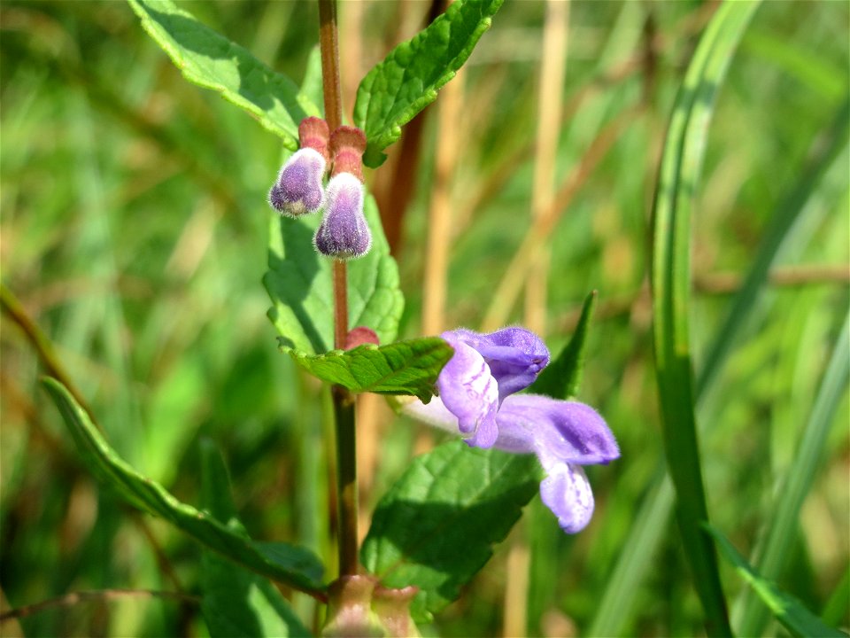Sumpf-Helmkraut (Scutellaria galericulata) im Naturschutzgebiet Mürmes