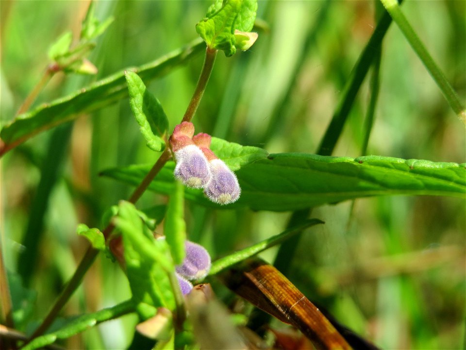 Sumpf-Helmkraut (Scutellaria galericulata) im Naturschutzgebiet Mürmes