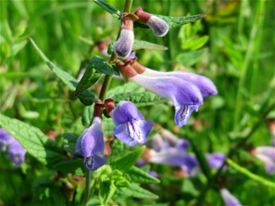 Sumpf-Helmkraut (Scutellaria galericulata) im Naturschutzgebiet Mürmes
