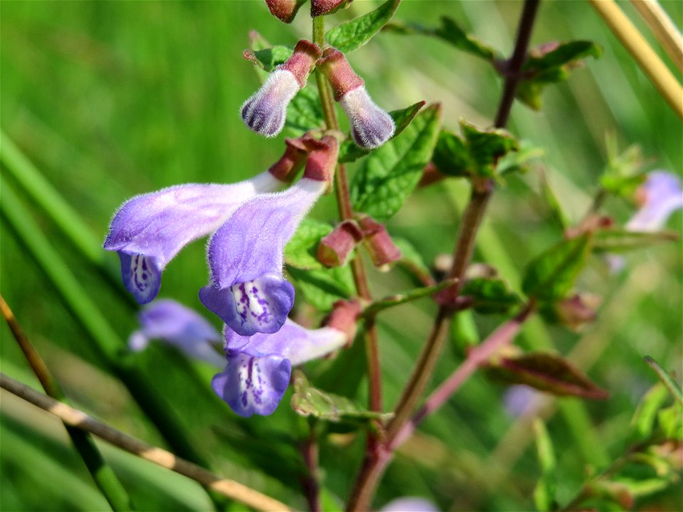 Sumpf-Helmkraut (Scutellaria galericulata) im Naturschutzgebiet Mürmes