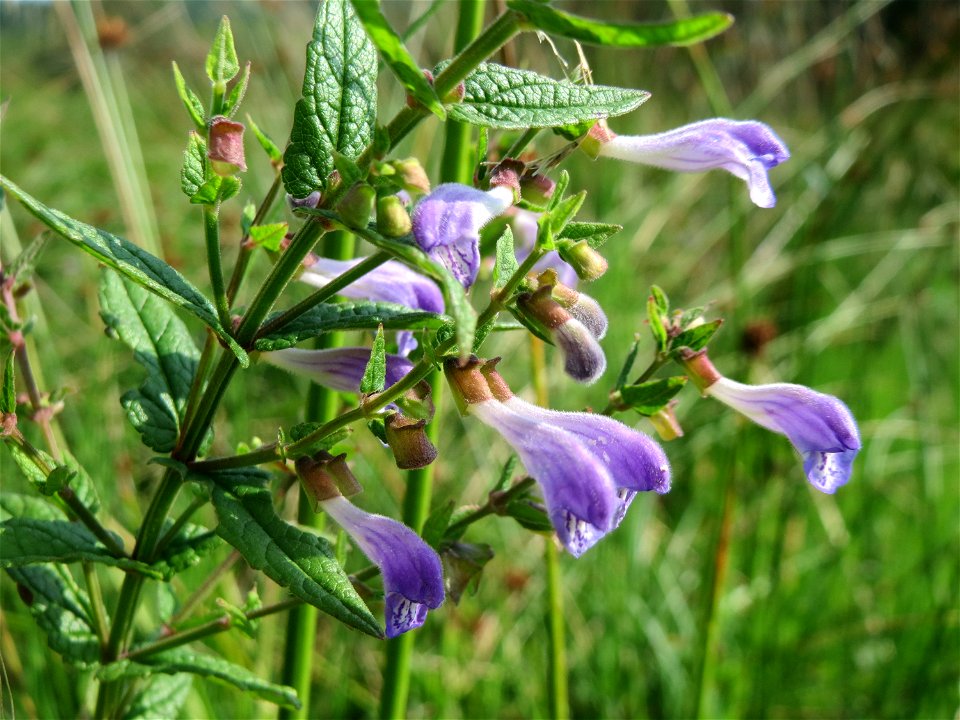 Sumpf-Helmkraut (Scutellaria galericulata) im Naturschutzgebiet Mürmes