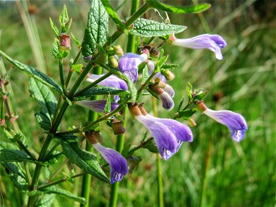 Sumpf-Helmkraut (Scutellaria galericulata) im Naturschutzgebiet Mürmes