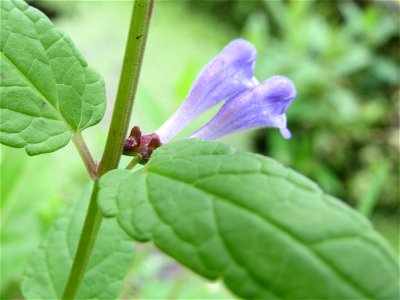 Sumpf-Helmkraut (Scutellaria galericulata) am Zähringer Kanal (Leimbach) in Schwetzingen