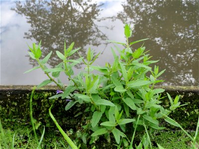 Sumpf-Helmkraut (Scutellaria galericulata) am Zähringer Kanal (Leimbach) in Schwetzingen