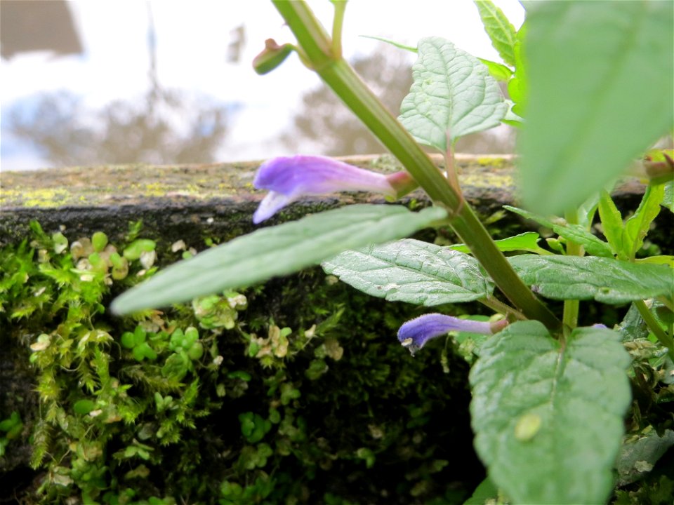 Sumpf-Helmkraut (Scutellaria galericulata) am Zähringer Kanal (Leimbach) in Schwetzingen