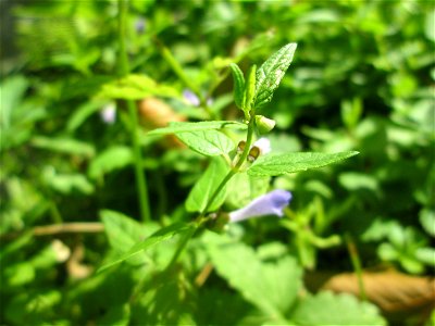 Sumpf-Helmkraut (Scutellaria galericulata) im Schwetzinger Schlossgarten