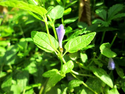 Sumpf-Helmkraut (Scutellaria galericulata) im Schwetzinger Schlossgarten