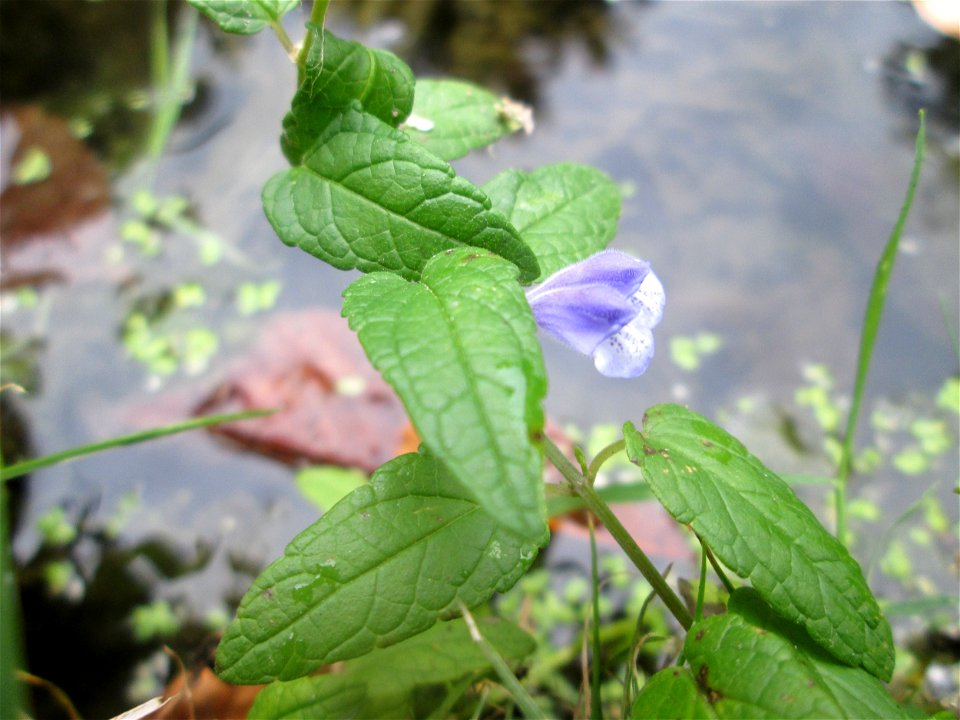 Sumpf-Helmkraut (Scutellaria galericulata) im Schwetzinger Schlossgarten