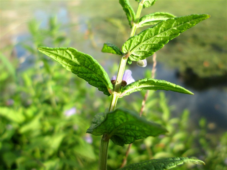 Sumpf-Helmkraut (Scutellaria galericulata) am Moscheeweiher im Schwetzinger Schlossgarten