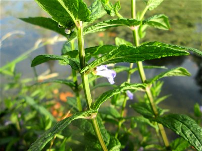 Sumpf-Helmkraut (Scutellaria galericulata) am Moscheeweiher im Schwetzinger Schlossgarten