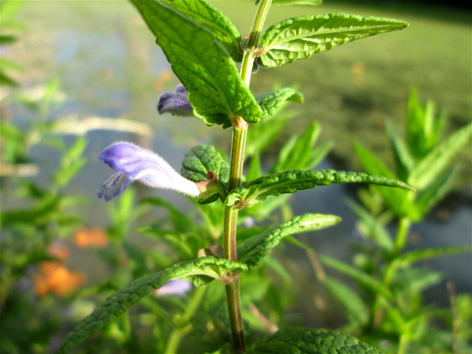 Sumpf-Helmkraut (Scutellaria galericulata) am Moscheeweiher im Schwetzinger Schlossgarten