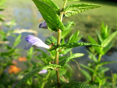 Sumpf-Helmkraut (Scutellaria galericulata) am Moscheeweiher im Schwetzinger Schlossgarten