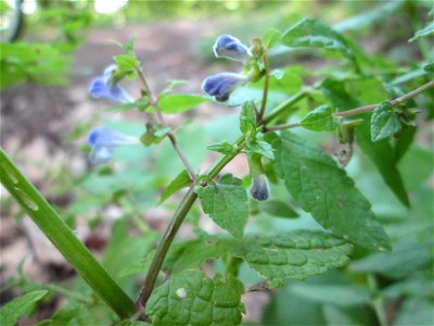 Sumpf-Helmkraut (Scutellaria galericulata) im Wald bei Brebach
