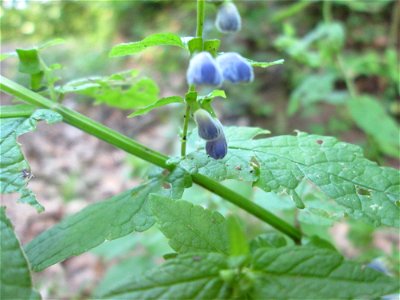 Sumpf-Helmkraut (Scutellaria galericulata) im Wald bei Brebach