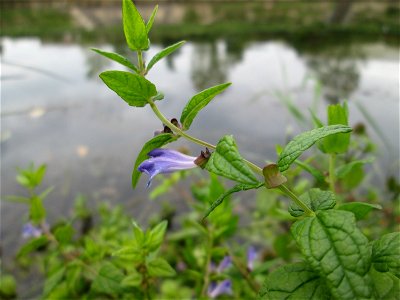Sumpf-Helmkraut (Scutellaria galericulata) an der Saaraue Güdingen