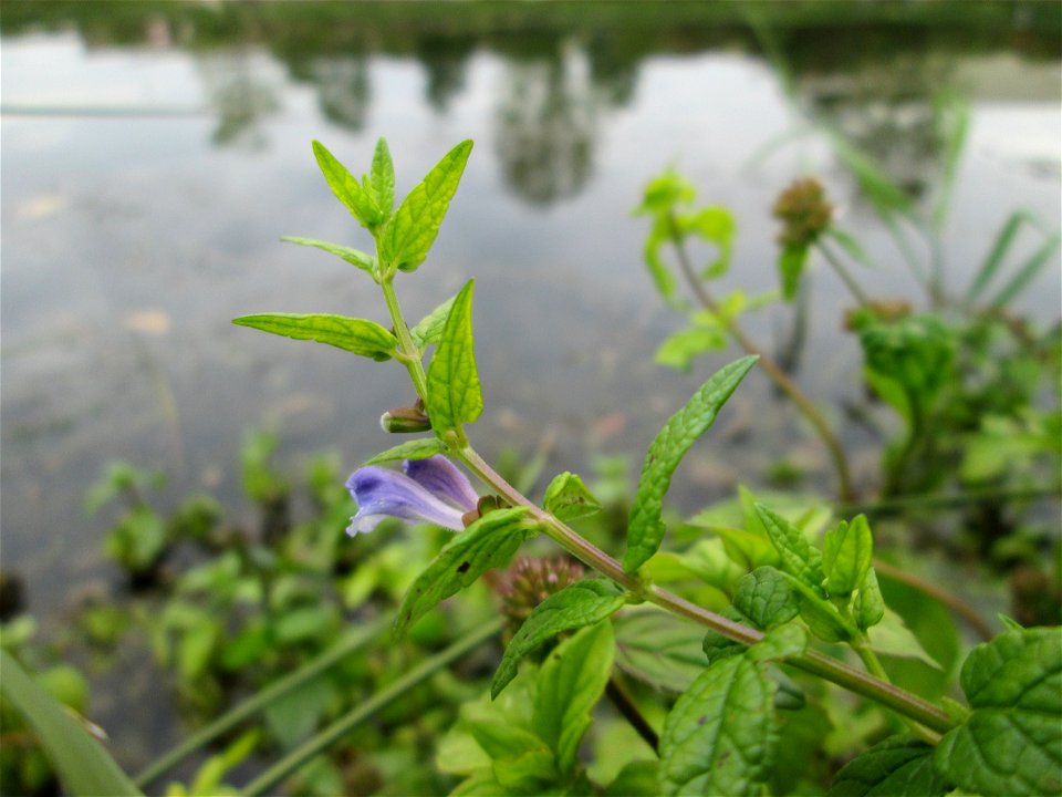 Sumpf-Helmkraut (Scutellaria galericulata) an der Saaraue Güdingen