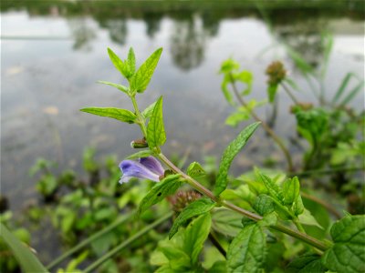 Sumpf-Helmkraut (Scutellaria galericulata) an der Saaraue Güdingen