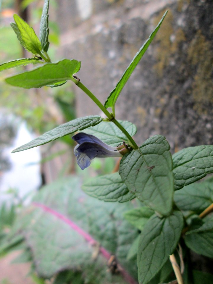 Sumpf-Helmkraut (Scutellaria galericulata) an der Schleuse N° 30 bei Grosbliederstroff