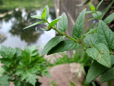 Sumpf-Helmkraut (Scutellaria galericulata) an der Schleuse N° 30 bei Grosbliederstroff photo