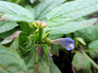 Sumpf-Helmkraut (Scutellaria galericulata) an der Schleuse N° 30 bei Grosbliederstroff photo