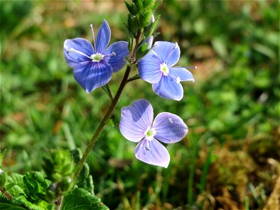 Gamander-Ehrenpreis (Veronica chamaedrys) im Schwetzinger Hardt