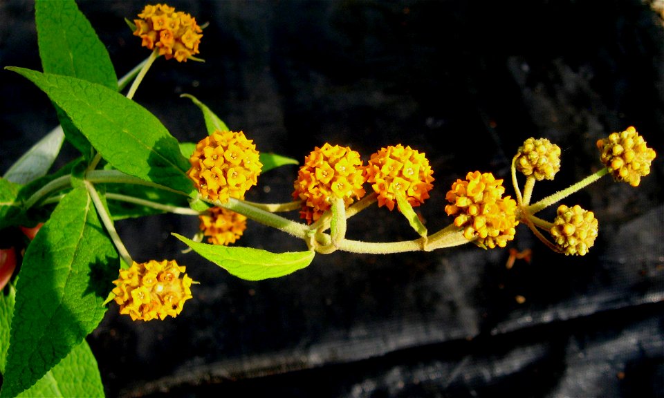 Photo of the inflorescence of Buddleja araucana, taken at Longstock Park nursery, UK.