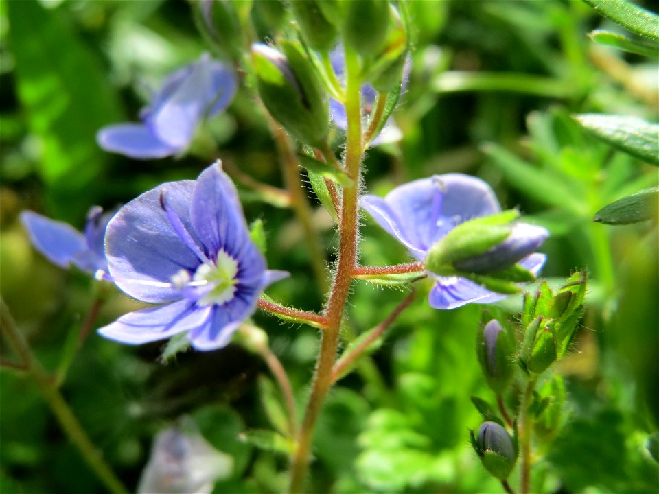 Gamander-Ehrenpreis (Veronica chamaedrys) im Bürgerpark Saarbrücken