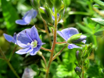 Gamander-Ehrenpreis (Veronica chamaedrys) im Bürgerpark Saarbrücken photo