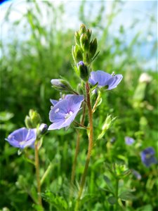 Gamander-Ehrenpreis (Veronica chamaedrys) im Bürgerpark Saarbrücken photo