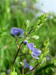 Gamander-Ehrenpreis (Veronica chamaedrys) im Bürgerpark Saarbrücken
