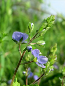 Gamander-Ehrenpreis (Veronica chamaedrys) im Bürgerpark Saarbrücken photo