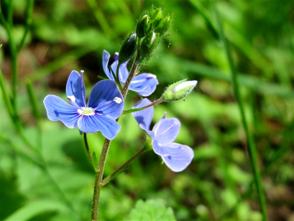 Gamander-Ehrenpreis (Veronica chamaedrys) am Alten Friedhof in Alt-Saarbrücken
