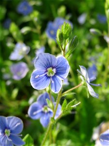 Gamander-Ehrenpreis (Veronica chamaedrys) im Landschaftsschutzgebiet Hockenheimer Rheinbogen