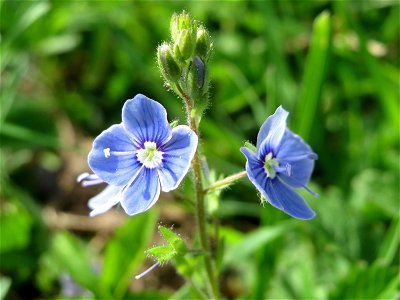 Gamander-Ehrenpreis (Veronica chamaedrys) im Landschaftsschutzgebiet Hockenheimer Rheinbogen