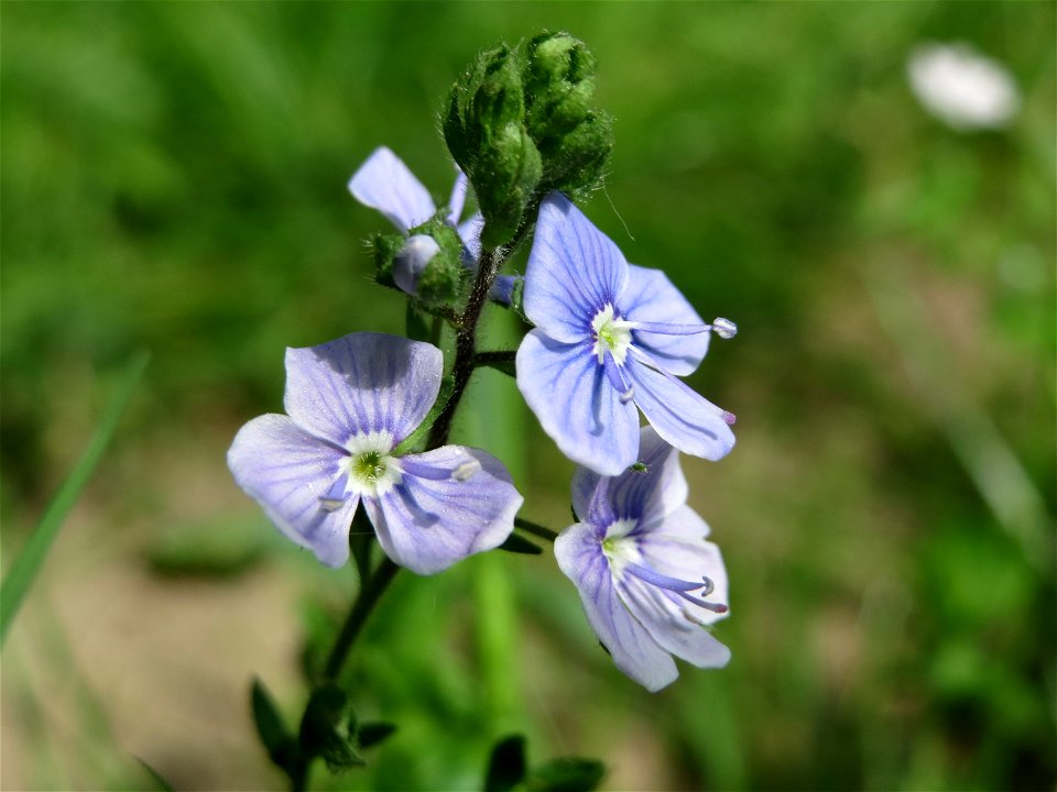 Gamander-Ehrenpreis (Veronica chamaedrys) im Naturschutzgebiet Wagbachniederung