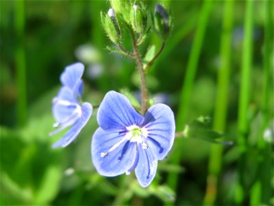 Gamander-Ehrenpreis (Veronica chamaedrys) in Waghäusel