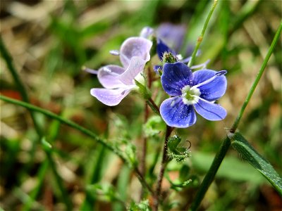 Gamander-Ehrenpreis (Veronica chamaedrys) auf dem Feldherrenhügel (Naturschutzgebiet Oftersheimer Dünen)