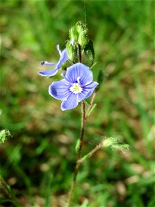 Gamander-Ehrenpreis (Veronica chamaedrys) auf dem Feldherrenhügel (Naturschutzgebiet Oftersheimer Dünen)