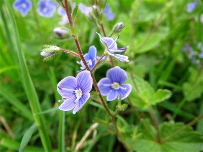 Gamander-Ehrenpreis (Veronica chamaedrys) im Naturschutzgebiet „Oftersheimer Dünen“ (Teilgebiet „Am Golfplatz“)