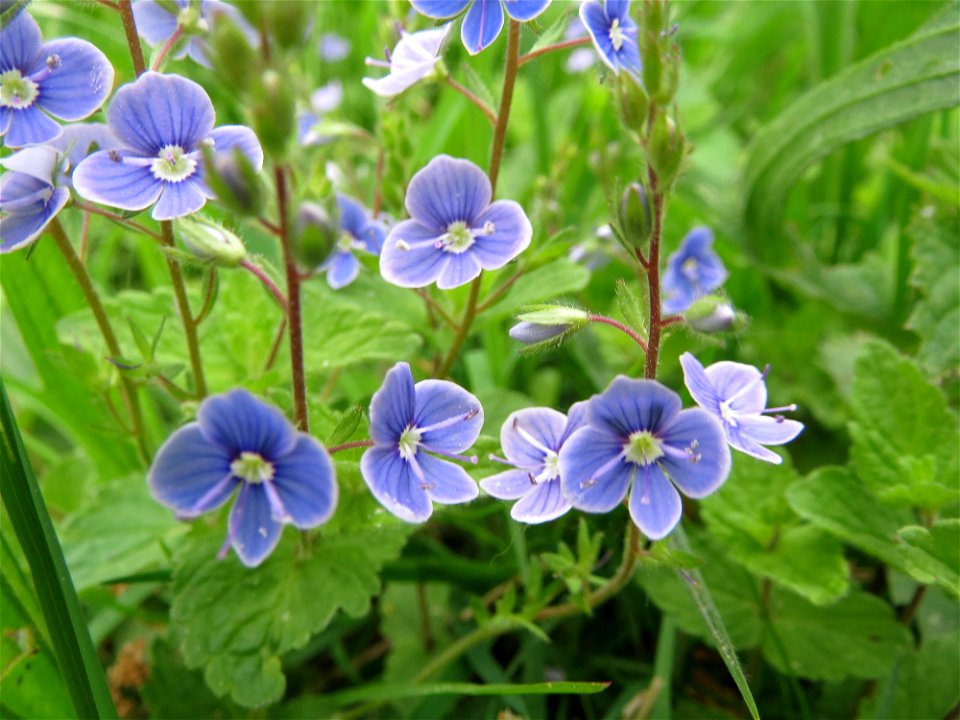 Gamander-Ehrenpreis (Veronica chamaedrys) im Naturschutzgebiet „Oftersheimer Dünen“ (Teilgebiet „Am Golfplatz“)