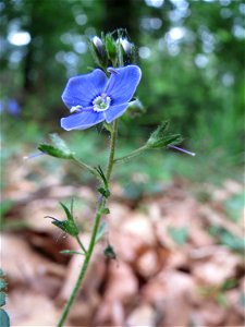 Gamander-Ehrenpreis (Veronica chamaedrys) im Waldschutzgebiet "Schwetzinger Hardt"