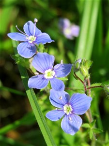 Gamander-Ehrenpreis (Veronica chamaedrys) im Naturschutzgebiet Bachwiesen/Leopoldswiesen im Hockenheimer Rheinbogen