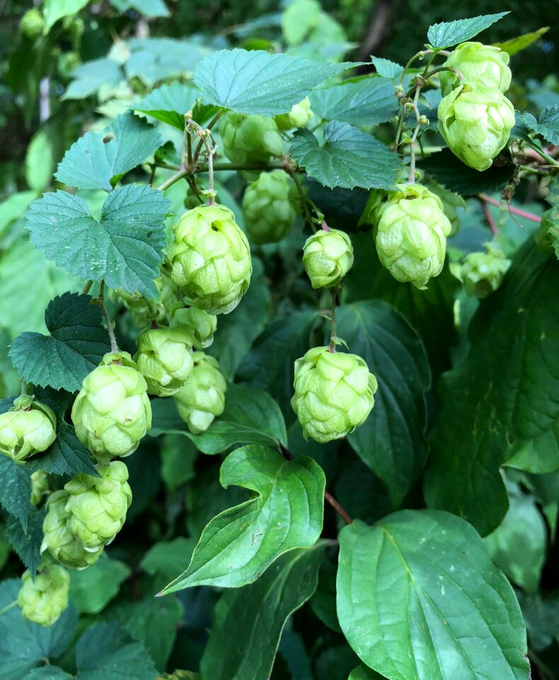 Green climber plant hops fruits