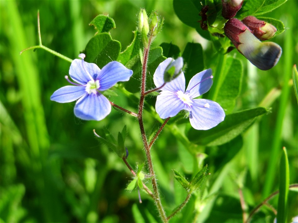 Gamander-Ehrenpreis (Veronica chamaedrys) im Naturschutzgebiet Bachwiesen/Leopoldswiesen im Hockenheimer Rheinbogen