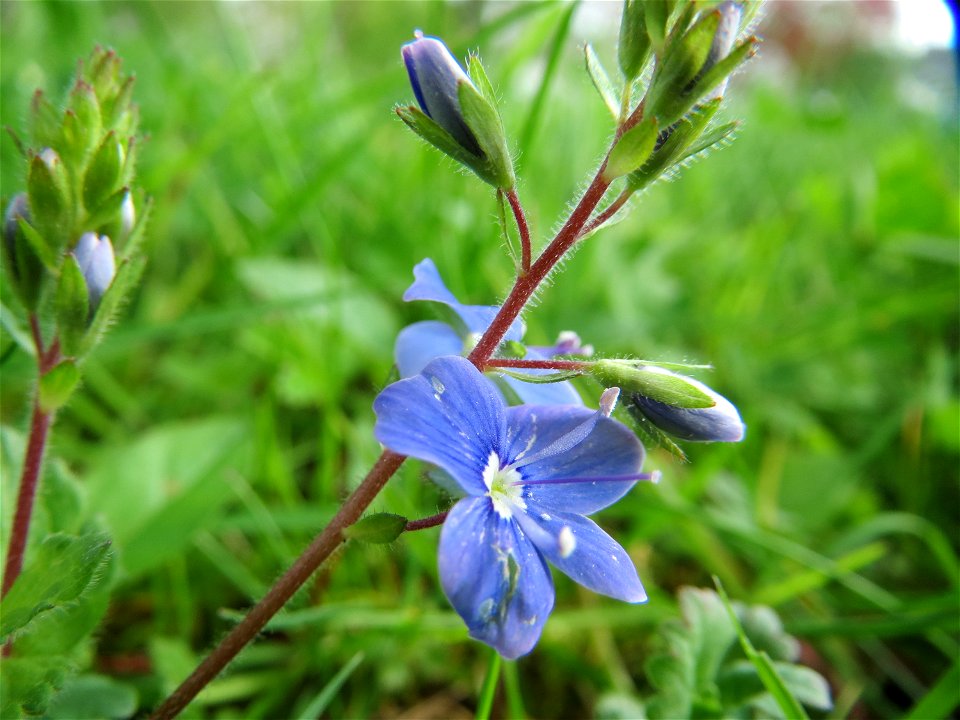 Gamander-Ehrenpreis (Veronica chamaedrys) im Neuenheimer Feld in Heidelberg