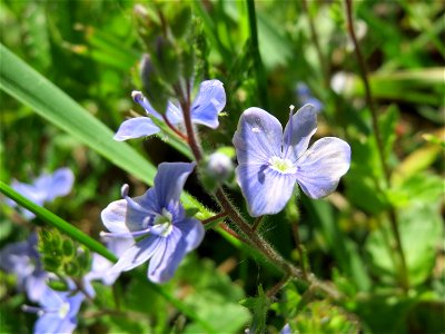 Gamander-Ehrenpreis (Veronica chamaedrys) im Neuenheimer Feld in Heidelberg