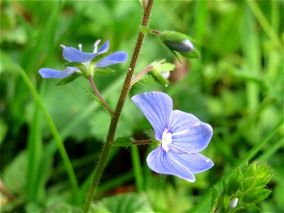 Gamander-Ehrenpreis (Veronica chamaedrys) im Schlossgarten Schwetzingen