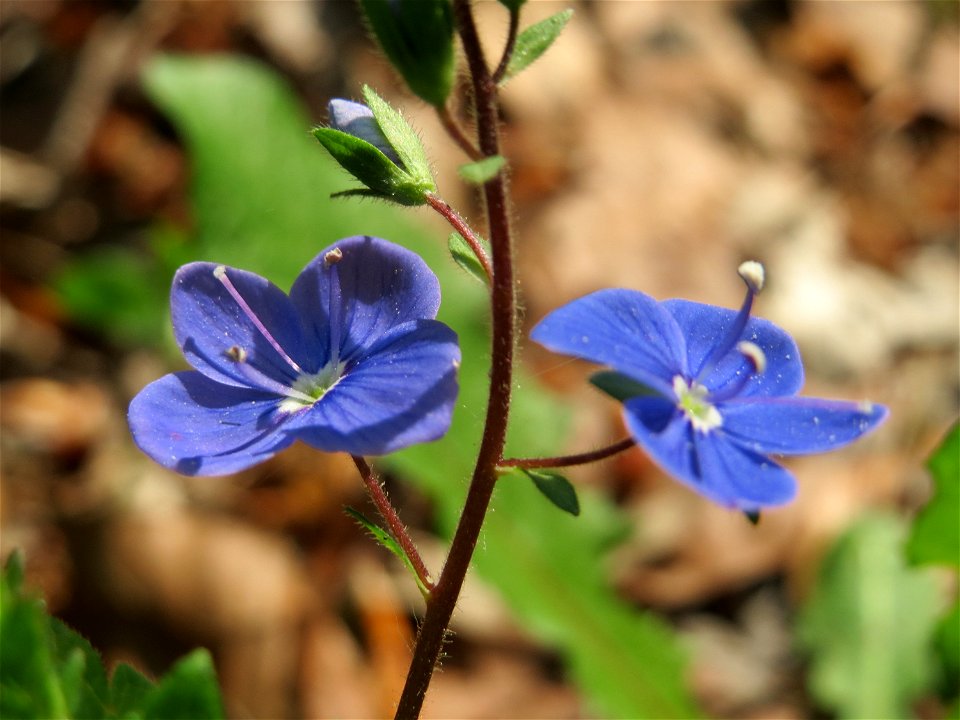 Gamander-Ehrenpreis (Veronica chamaedrys) im Unteren Saubusch (Bannwaldbereich) im Schwetzinger Hardt