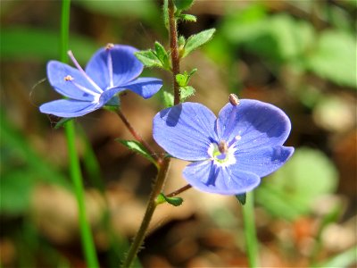 Gamander-Ehrenpreis (Veronica chamaedrys) im Unteren Saubusch (Bannwaldbereich) im Schwetzinger Hardt