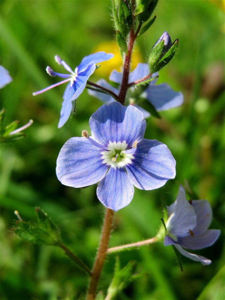 Gamander-Ehrenpreis (Veronica chamaedrys) im Neuenheimer Feld in Heidelberg